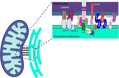 Editorial: the role of mitochondrial endoplasmic reticulum contact sites in human health and disease